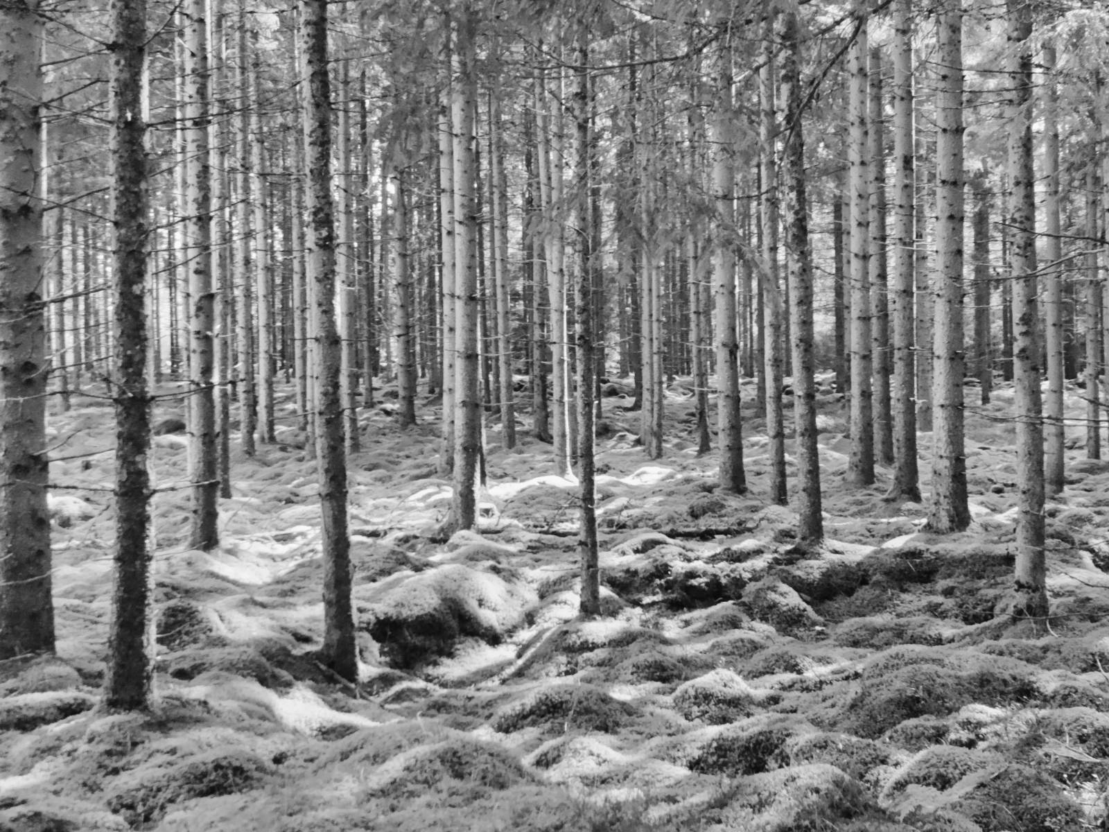 Skov baggrund